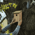 Seasonal Squirrel Nest Box Tips: Where to Place and When to Build Them